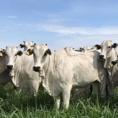 Gado na pastagem (1)