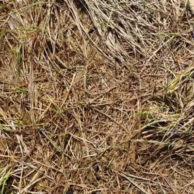 nico-smit-9Jb3kENfNwE-unsplash