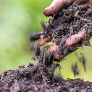 Interpretação e recomendação de adubação de pastagens